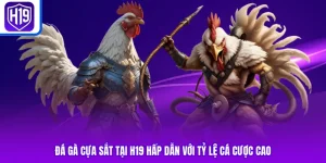 Đá Gà Cựa Sắt Tại H19 Hấp Dẫn Với Tỷ Lệ Cá Cược Cao